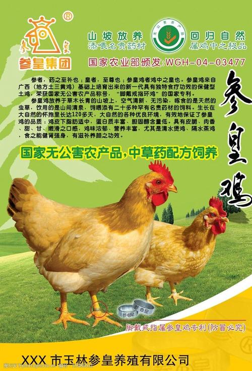 参皇鸡海报图片